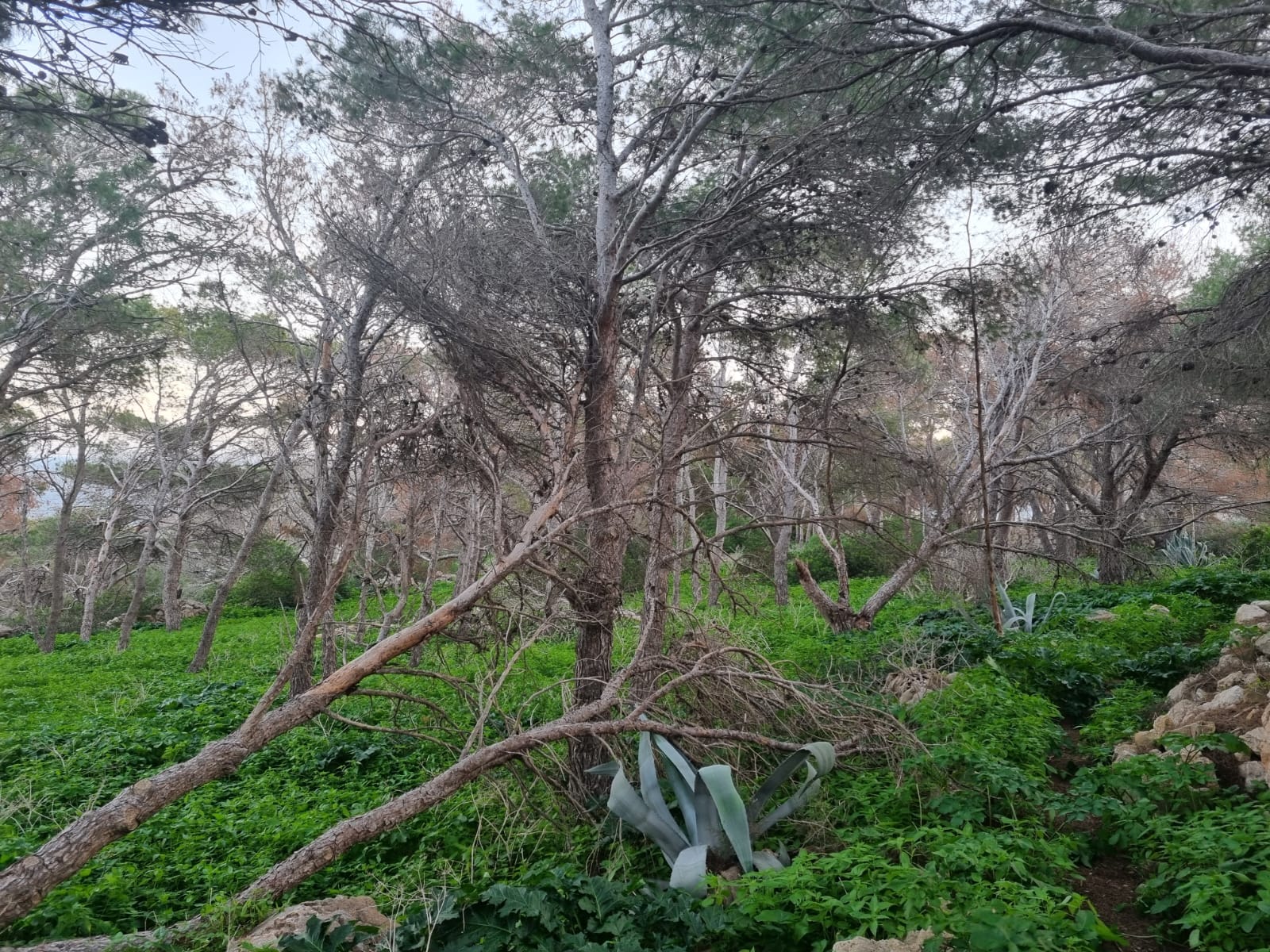 Infestazione delle pinete delle Egadi: Comune e Area Marina Protetta chiedono intervento della Regione